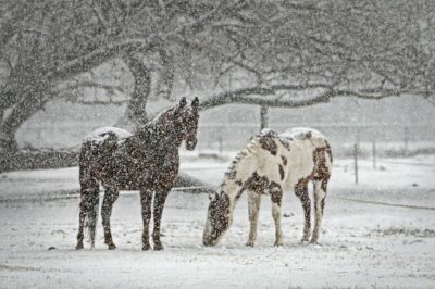 Wet, Windy Weather Compromises a Horse’s Natural Insulation Horses without blankets standing in a winter pasture