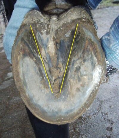 Diagram highlighting the frog in a horse's hoof