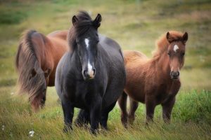 Wild horses shedding their winter coats in an open pasture