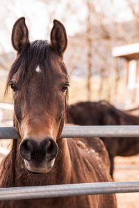 A Horse Depends on Its Owner for Seasonal Care Horse standing outside