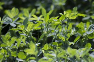 Alfalfa Hay Alfalfa hay, a legume hay high in protein