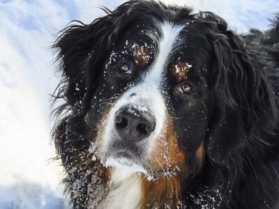 Bernese Mountain Dog in Snow Bernese Mountain Dog with snow on its face