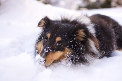 Collie Playing in the Snow Collie dog playing outside in the snow