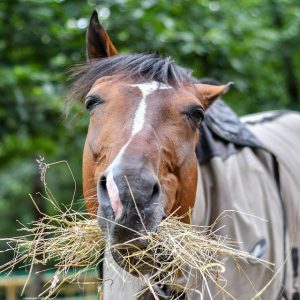 Hay and Horse Energy Horse eating hay in a pasture