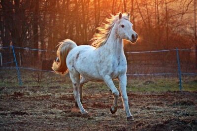 Hay Quality Affects Your Horse’s Health Bale of quality horse hay in a field