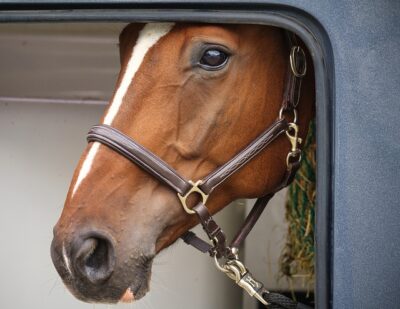 Horse Looking Out of Trailer Window Brown and white horse looking out a horse trailer window