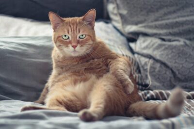 Tabby cat cleaning his fur