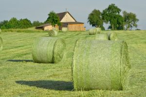 Fresh-Cut Quality Hay Fresh green hay with a sweet, fresh-cut smell