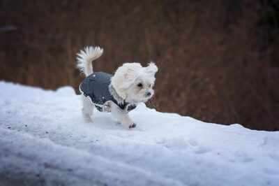 Small Dog in Winter Jacket Small white dog wearing a blue jacket in the snow