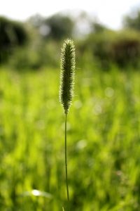 Timothy Grass Hay Timothy grass hay, a common grass hay for horses