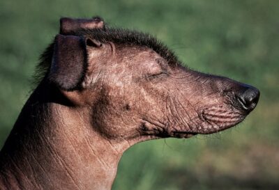 Xoloitzcuintli Mexican Hairless Dog Xoloitzcuintli, a hairless dog breed sensitive to cold